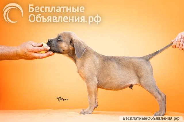 Кане Корсо Прекрасные щенки