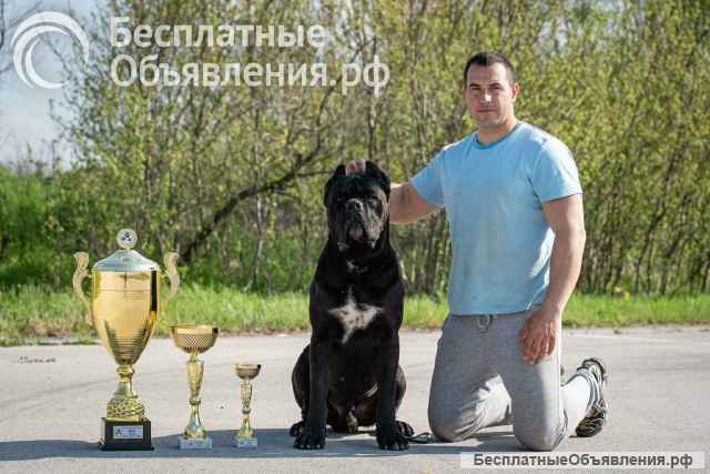 Кане Корсо Прекрасные щенки