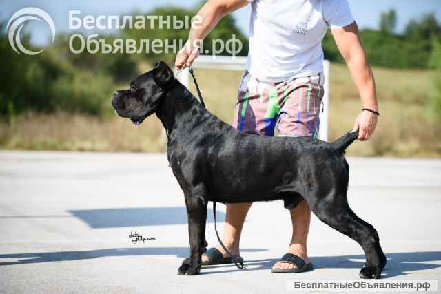 Кане Корсо Прекрасные щенки
