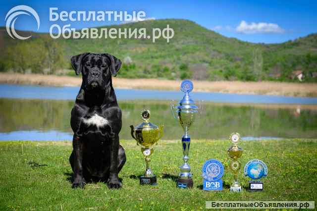 Кане Корсо Прекрасные щенки