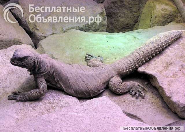 Отдам ящера в добрые руки