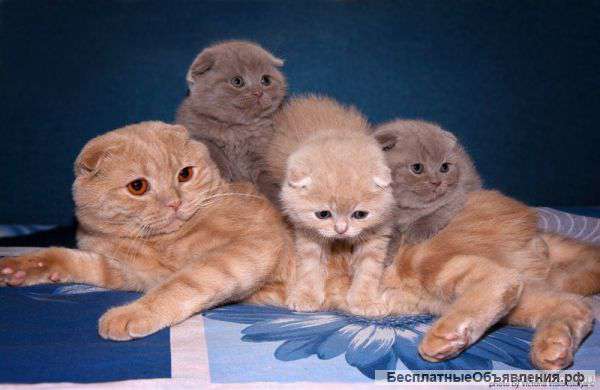 Отдам за символическую плату вислоухих малышей