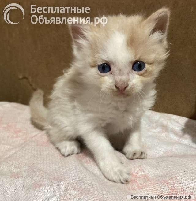 Отдам котят