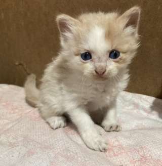 Отдам котят