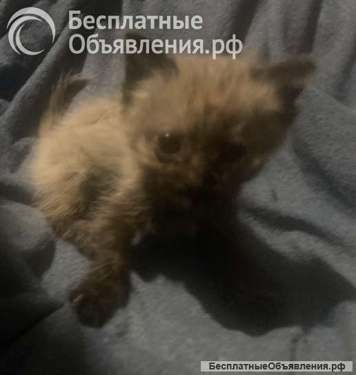 Отдам котят