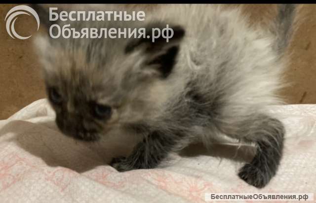 Отдам котят