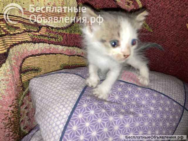 Отдам котят