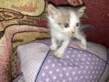 Отдам котят
