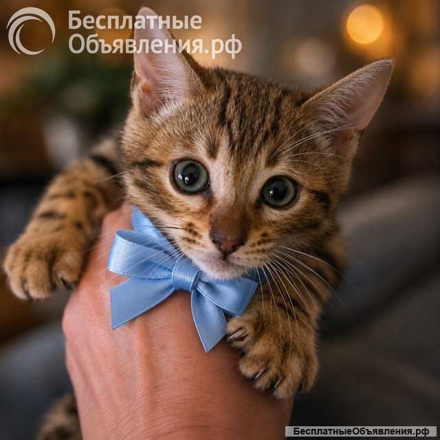 Бенгальские котята на продажу