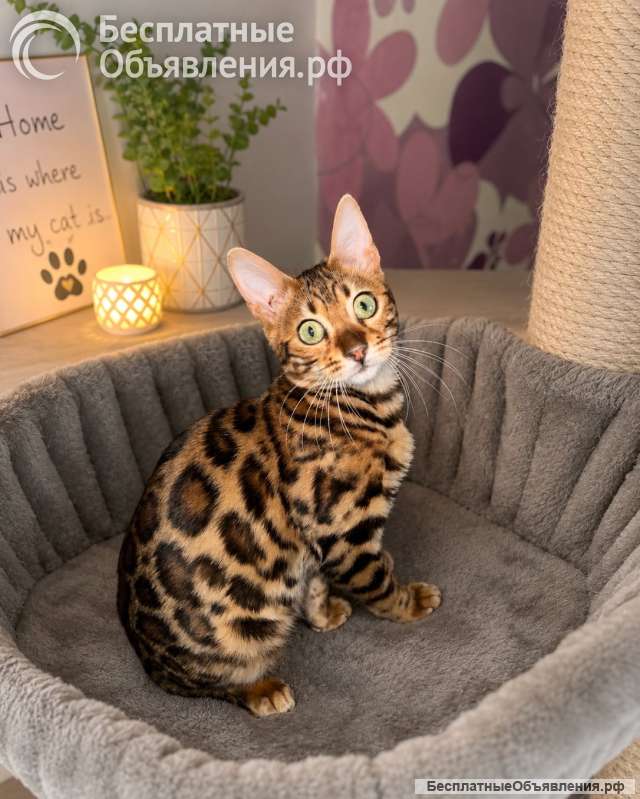 Бенгальские котята на продажу