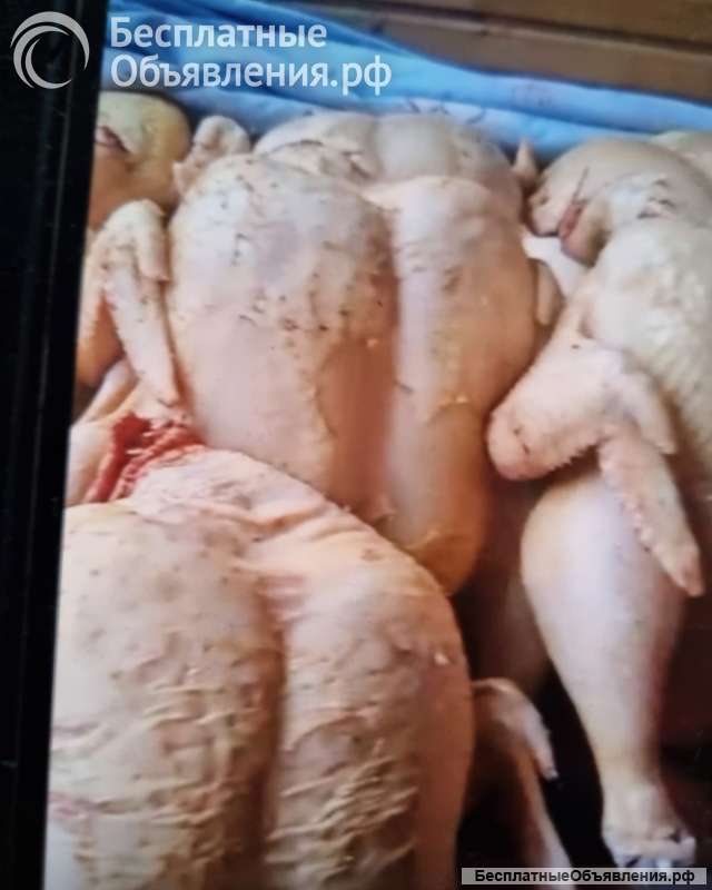 Мясо индейки тушками и перепелов