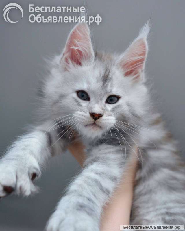 Котёнок Мейн-кун | Котята Мейн-кун
