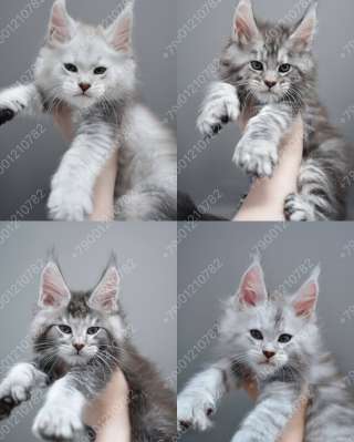 Котёнок Мейн-кун | Котята Мейн-кун