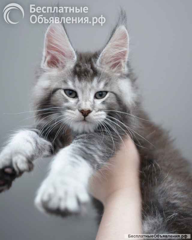 Котёнок Мейн-кун | Котята Мейн-кун