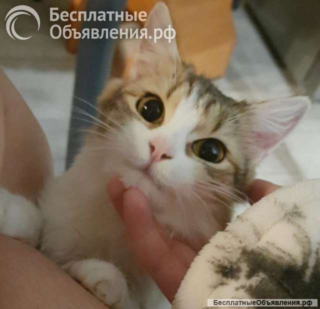 Котенок Муся в добрые руки с доставкой