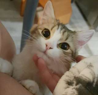 Котенок Муся в добрые руки с доставкой
