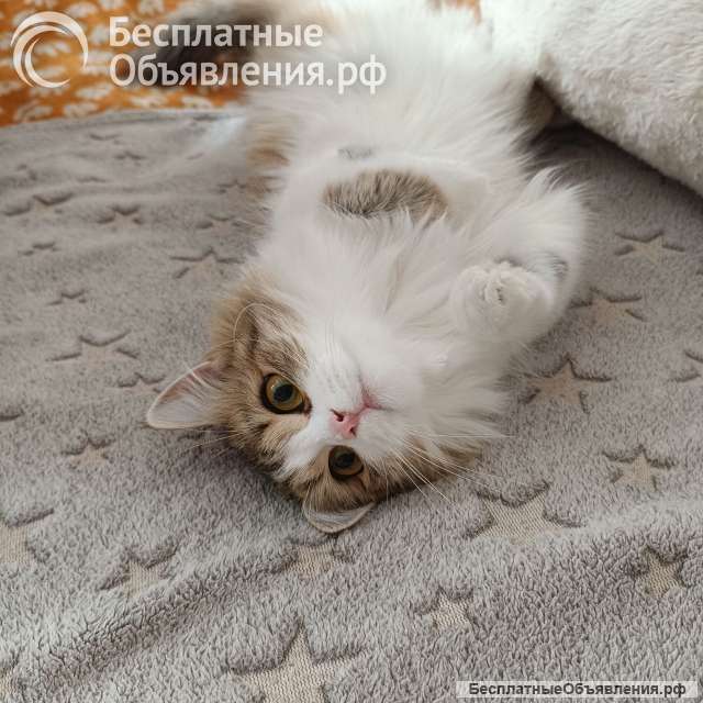 Котенок Муся в добрые руки с доставкой