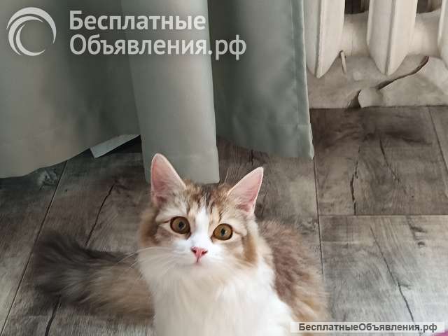 Котенок Муся в добрые руки с доставкой