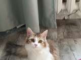 Котенок Муся в добрые руки с доставкой