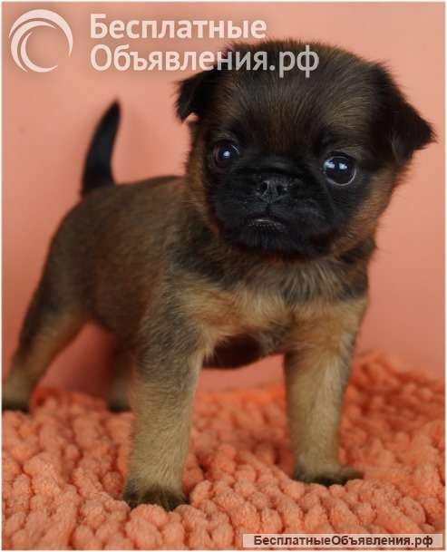 Щенки Брабансона из питомника Москва