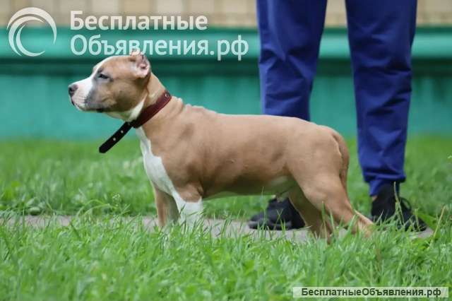 Шикарный голубо-палевый кобель Амстаффа 4 месяца