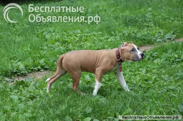 Шикарный голубо-палевый кобель Амстаффа 4 месяца