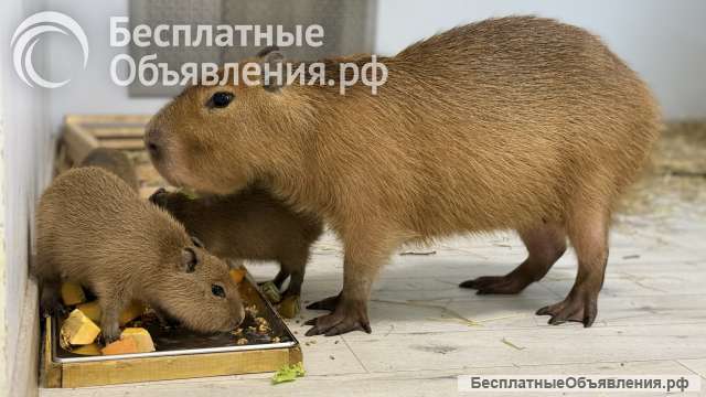 Приходите посмотреть на детишек Капибары