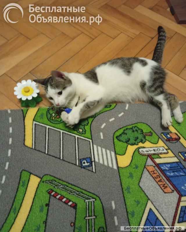 Кошечка