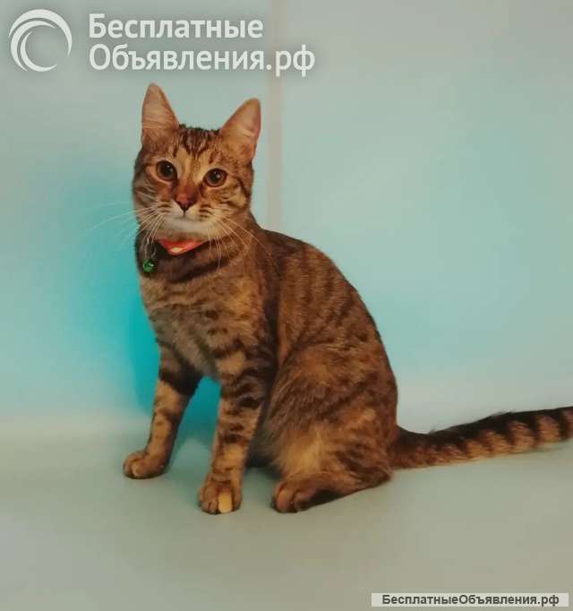 Маша ищет дом