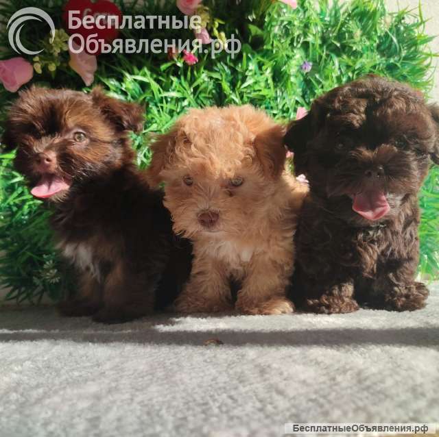 Болонка Цветная щенки
