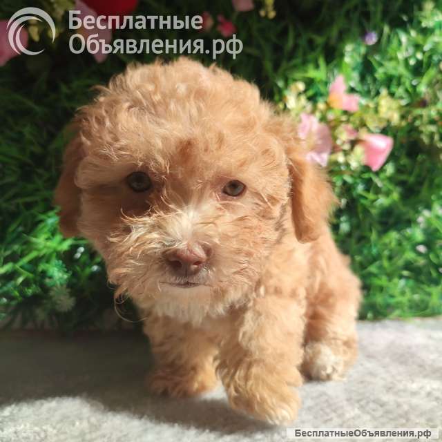 Болонка Цветная щенки