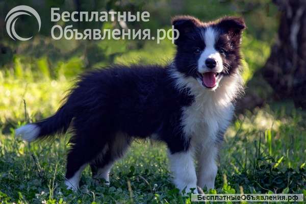 Щенки бордер-колли