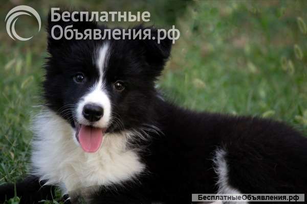 Щенки бордер-колли