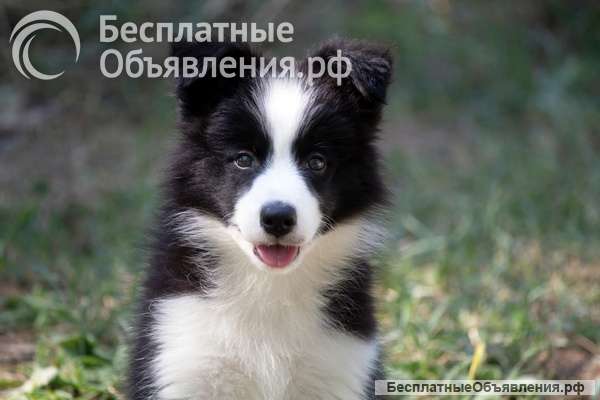 Щенки бордер-колли