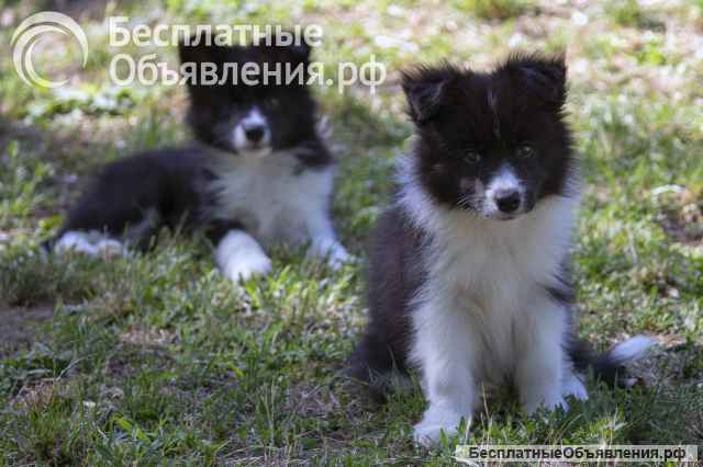 Щенки бордер-колли