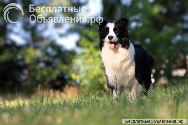 Щенки бордер-колли