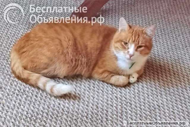 Надежный, не навязчивый котик Пуштун ищет дом