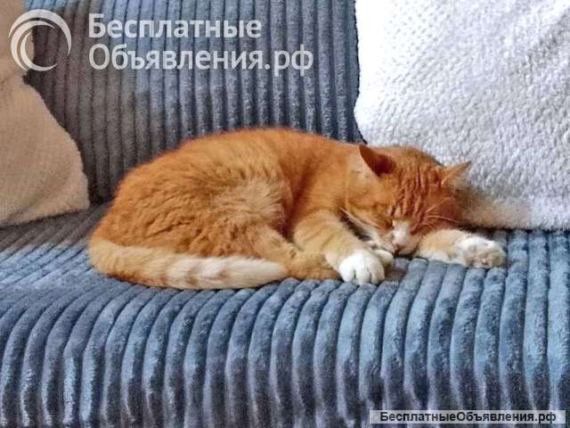 Надежный, не навязчивый котик Пуштун ищет дом