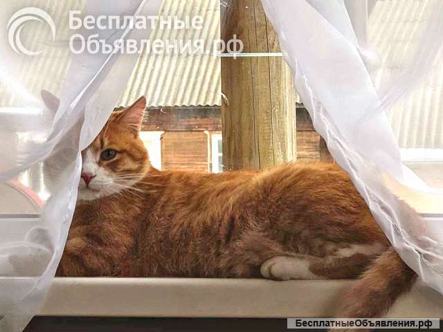 Надежный, не навязчивый котик Пуштун ищет дом