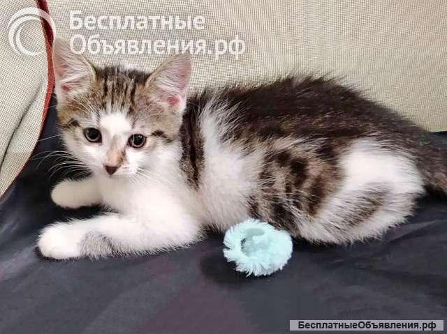 Трогательный, нежный котенок Шурик ищет дом