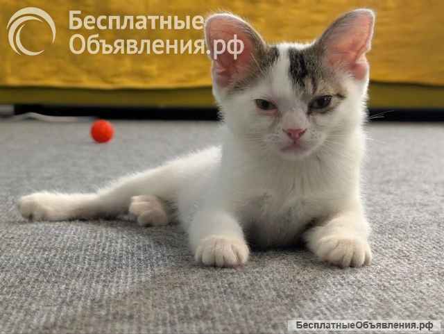 Мастер Йода ищет своих людей