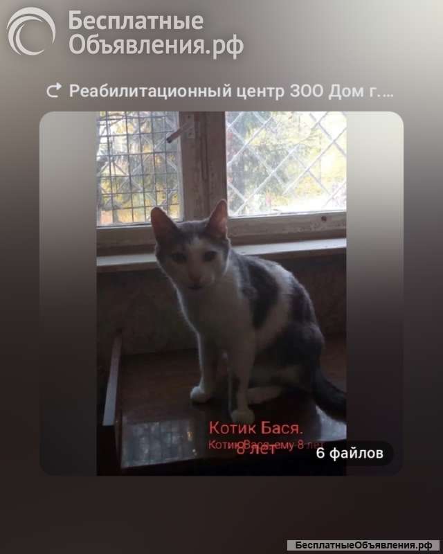 Ласковые сиротки ищут дом