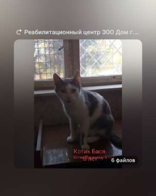 Ласковые сиротки ищут дом
