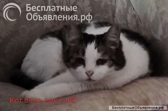 Ласковые сиротки ищут дом