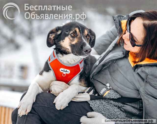 Круз, пёс, который умеет обнимать сердцем