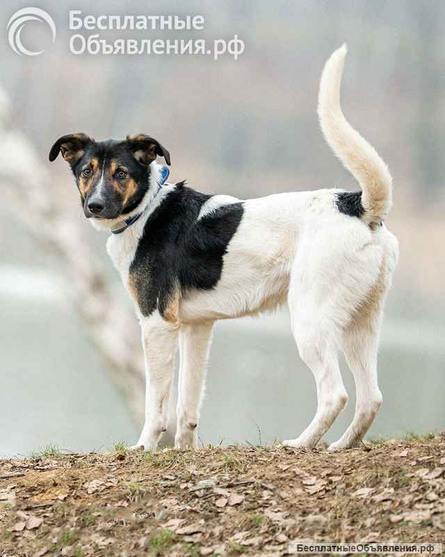 Круз, пёс, который умеет обнимать сердцем