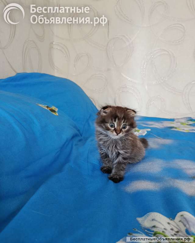 Отдам котят в добрые руки мальчик и девочка