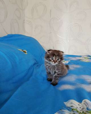 Отдам котят в добрые руки мальчик и девочка