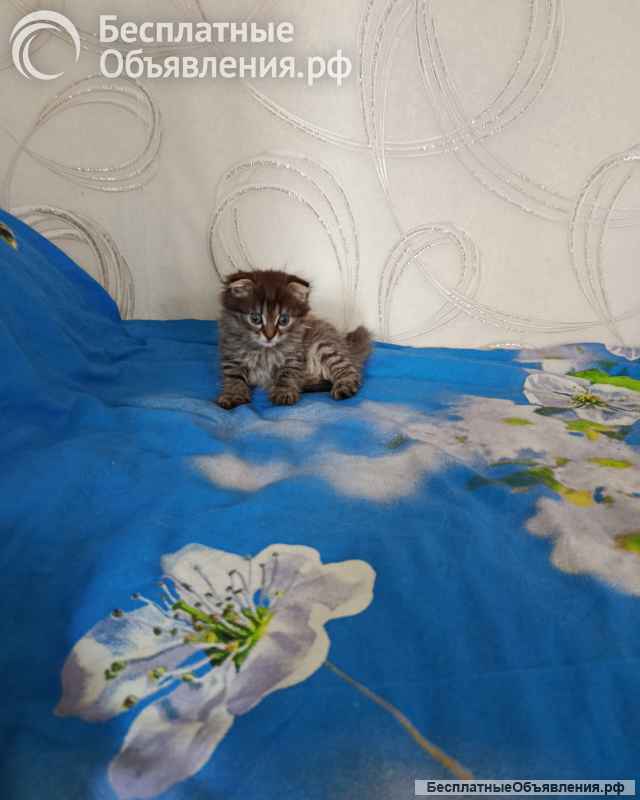 Отдам котят в добрые руки мальчик и девочка