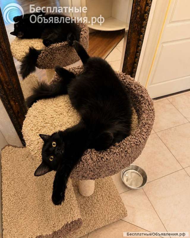 Котик Мотя ищет дом